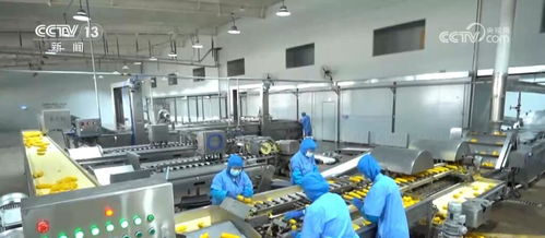 外貿新觀察 一粒出口玉米背后的 科技密碼